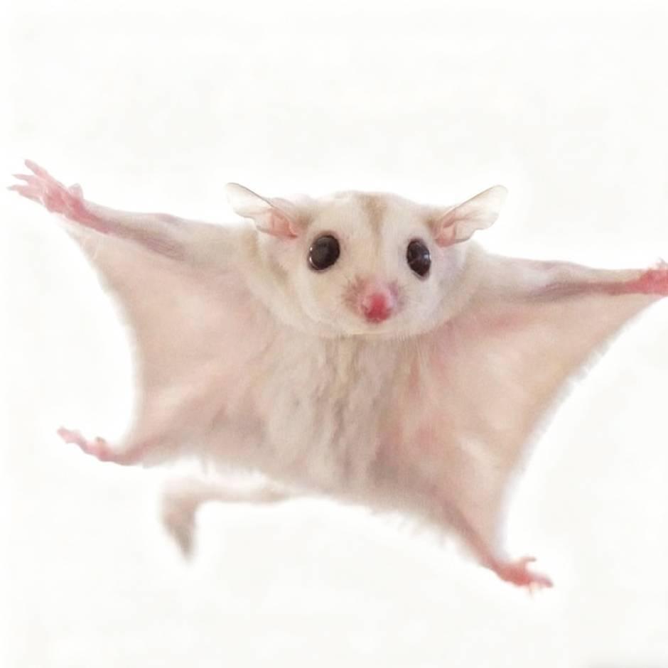 维蜜玩家蜜袋鼯