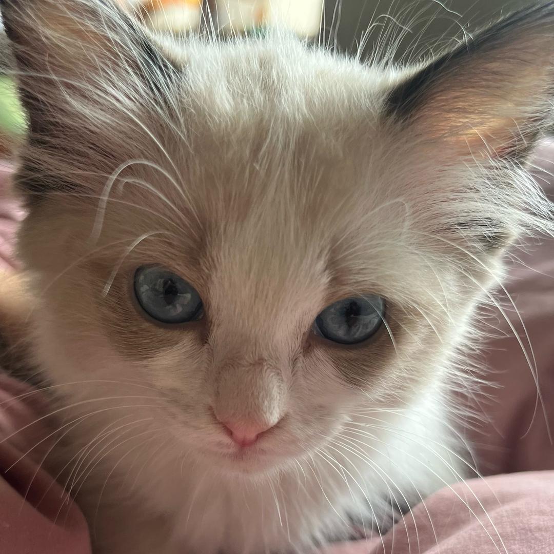 奇奇子（三角洲行动）