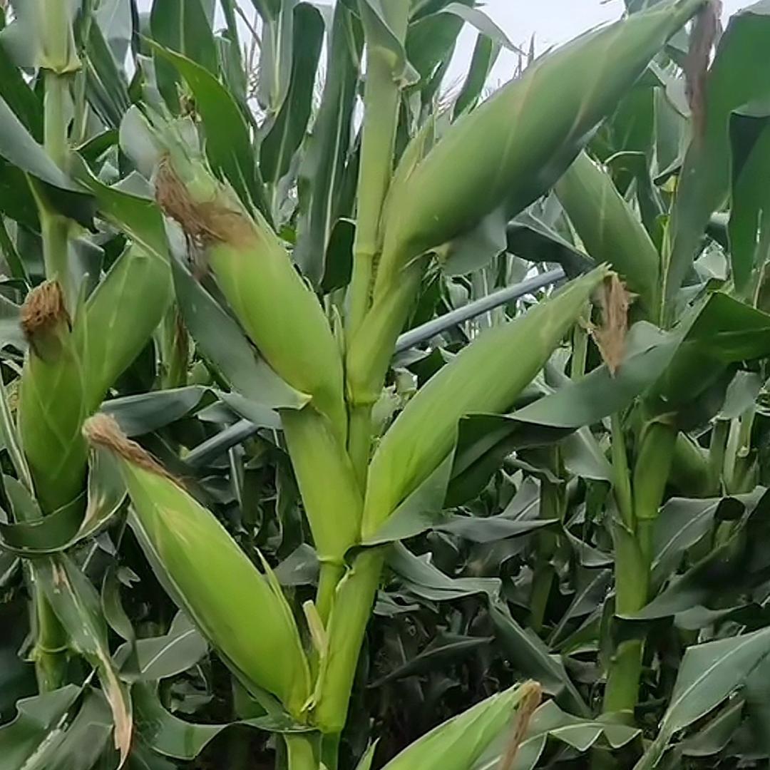 广西香甜果蔬园