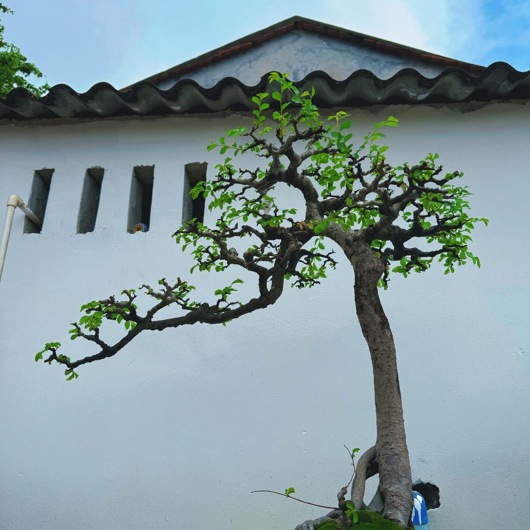师爷盆景