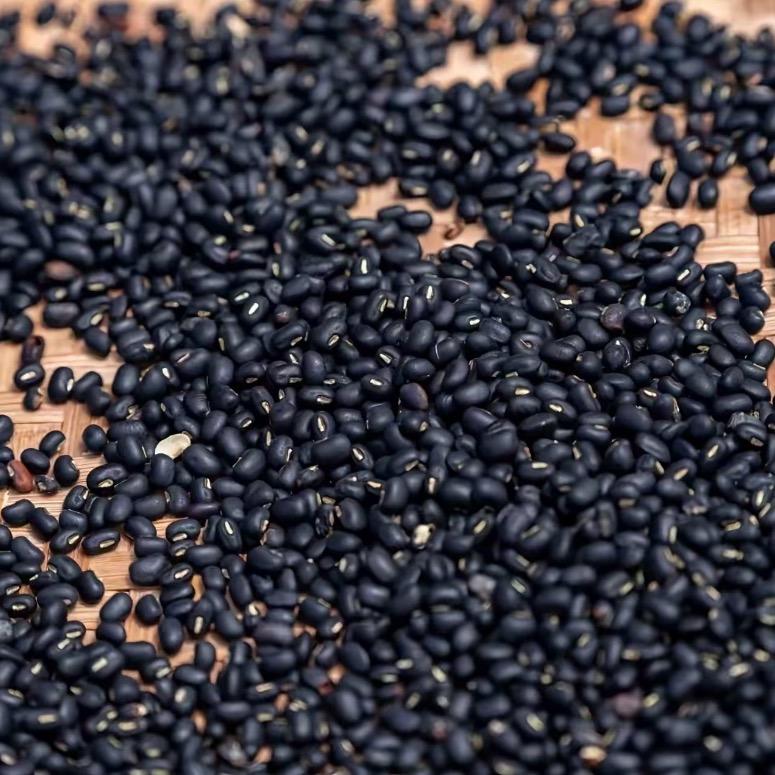 ☄️广宁·黑豆王