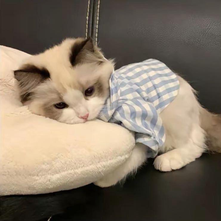 生鱼片