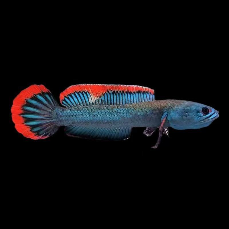 小马哥雷龙工作室