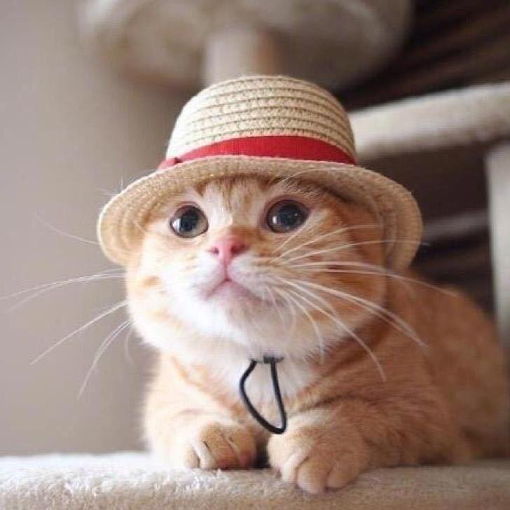 猫叔
