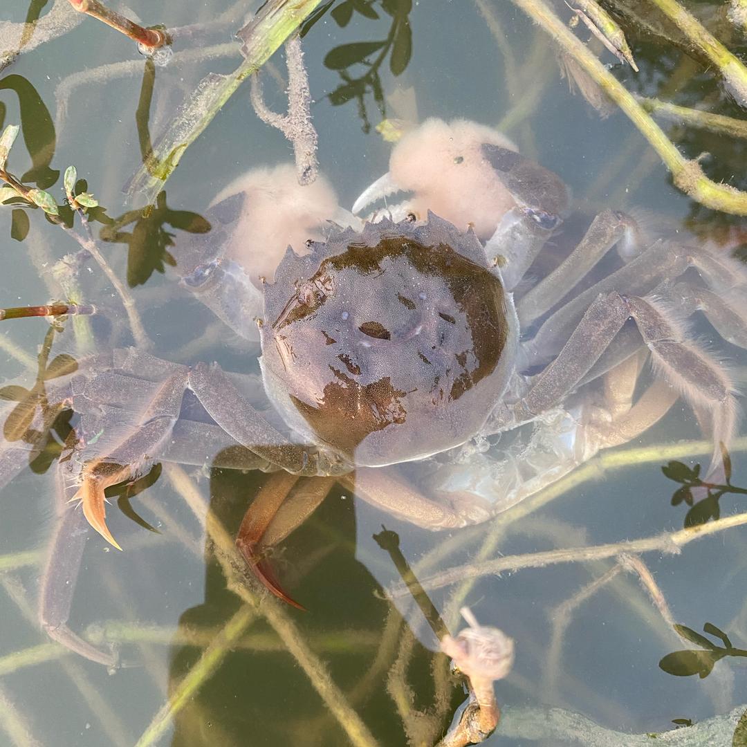 香蟹居·浪人