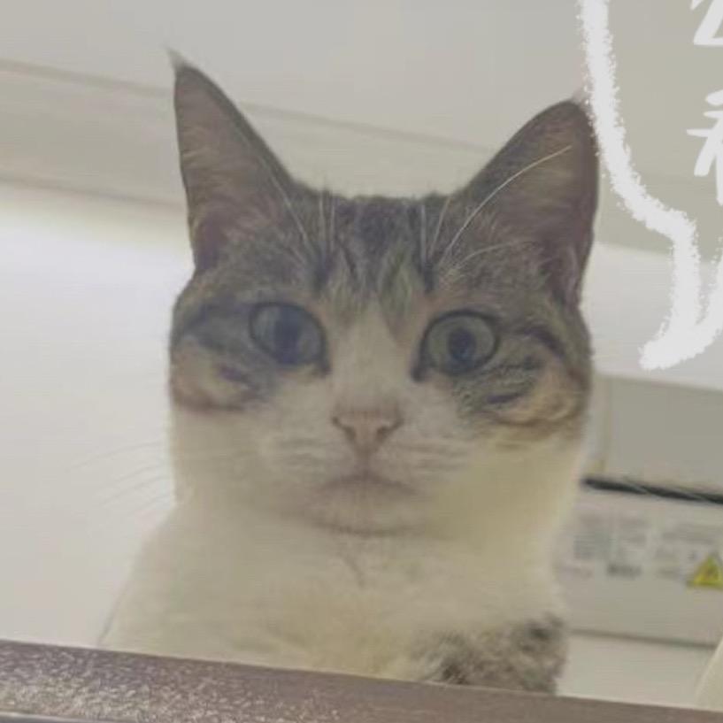 团团不会丢