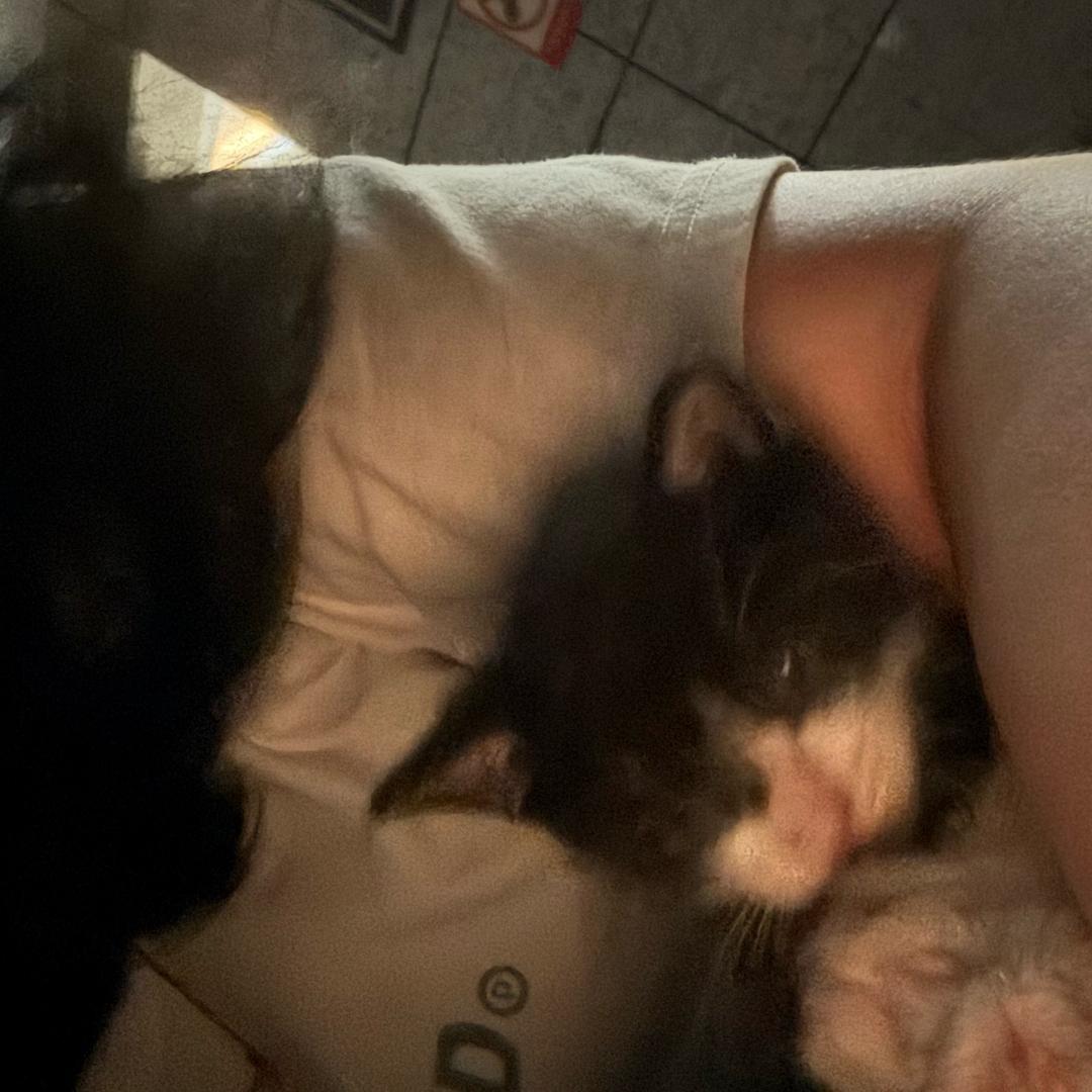 小鸟游苹果花(｡ì _ í｡)