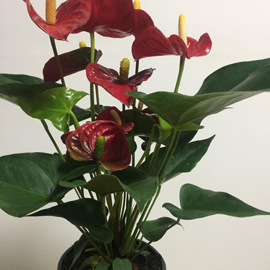 绿鸿璞玉园林绿化