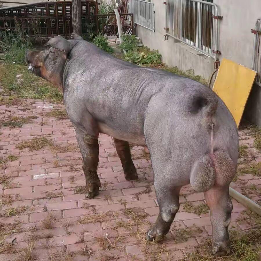 兴泰达种猪繁育场