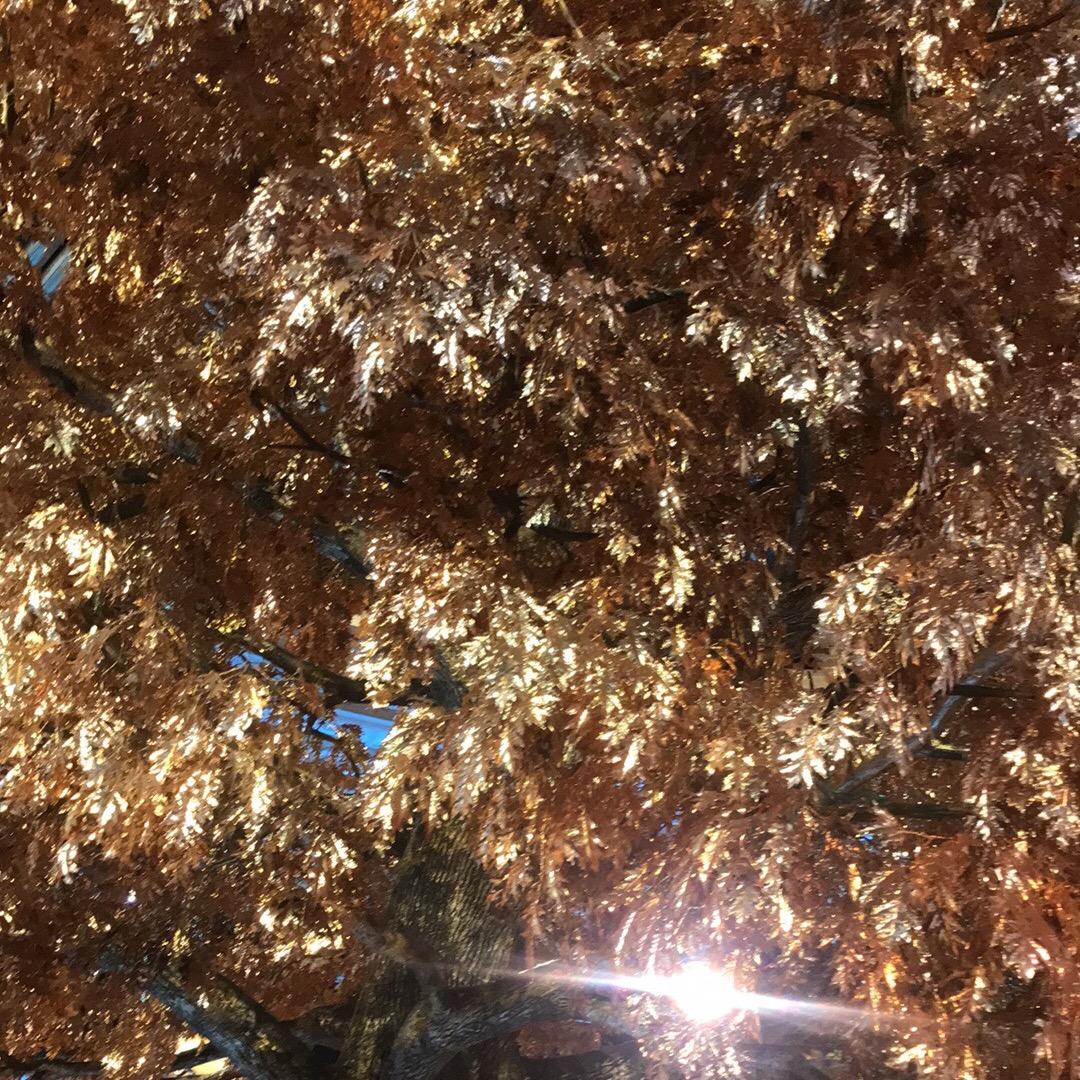 ℒᎭℯ⃝黎💞
