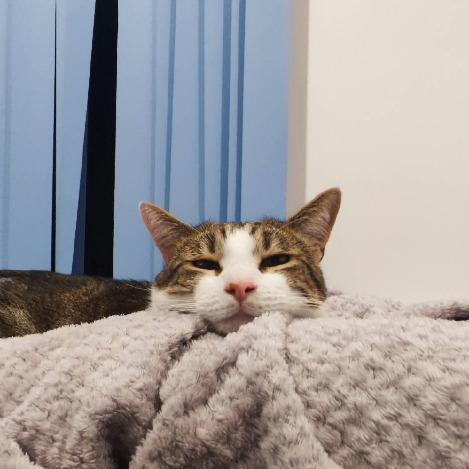 一只Lio（招财🐱）