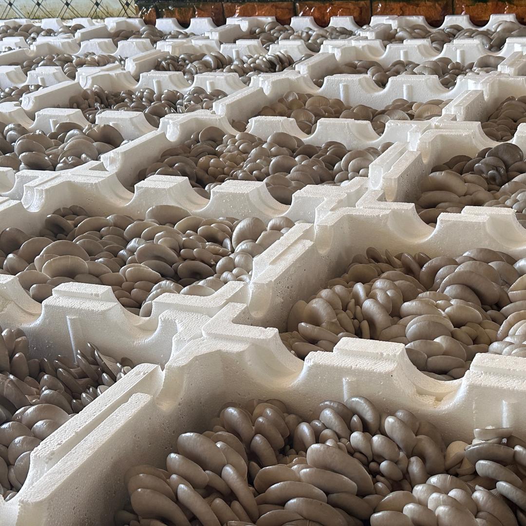 重生之我在昭通种菌