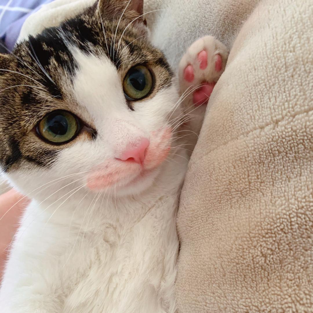 一只萌萌的宝娟