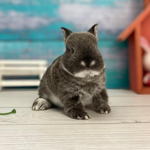 石头的萌兔小店