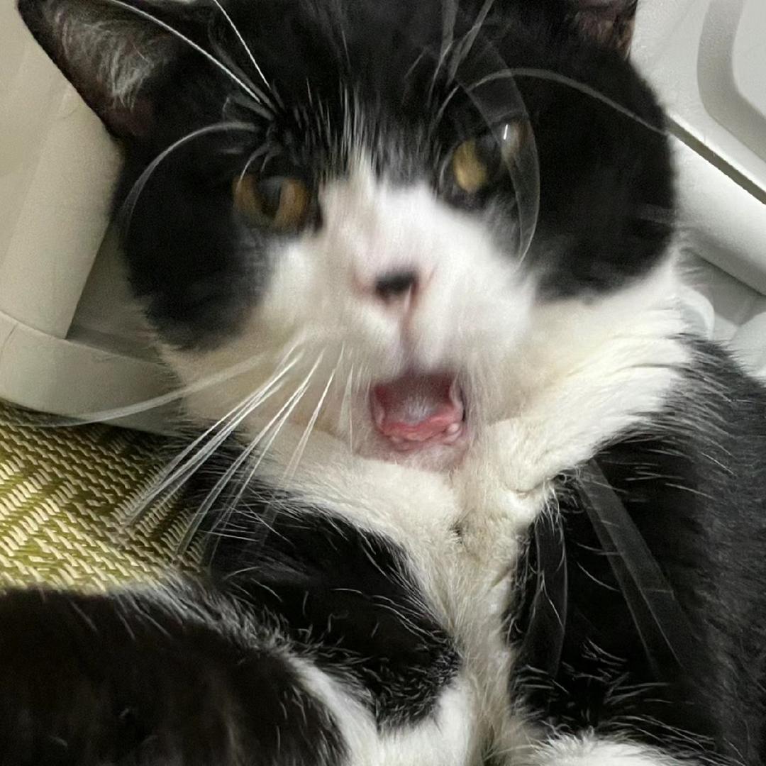 重生之我变成蟑螂人住在你家