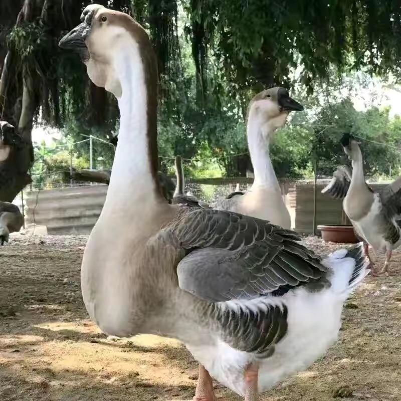 乐乐鹅苗孵化