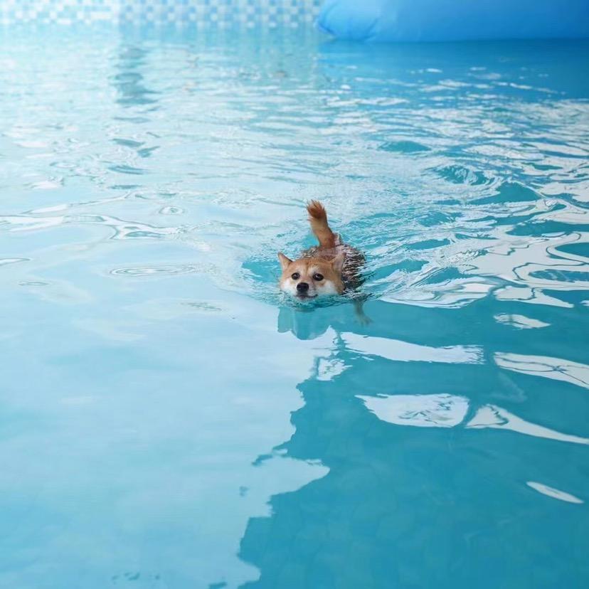 柴犬狗蛋