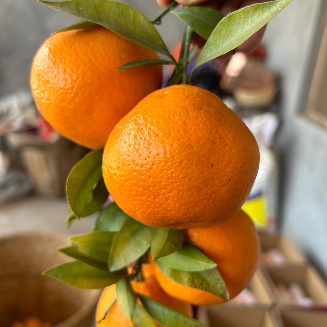 水果之源、耙耙柑