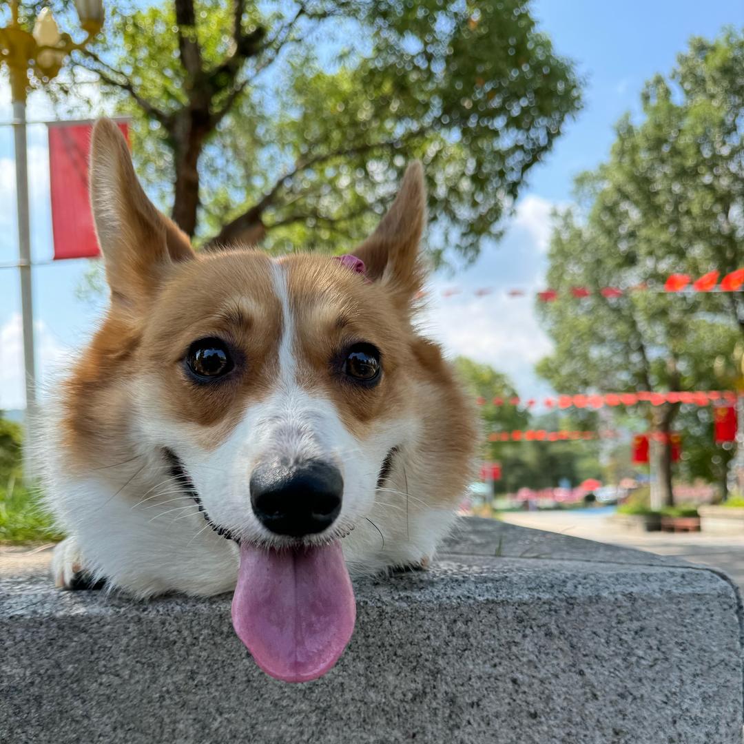 屁屁子(偶尔直播)钻球