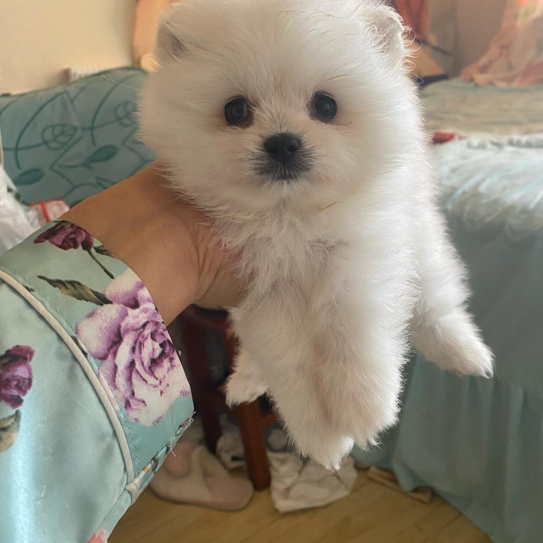 小奶糖🎁小蛋卷