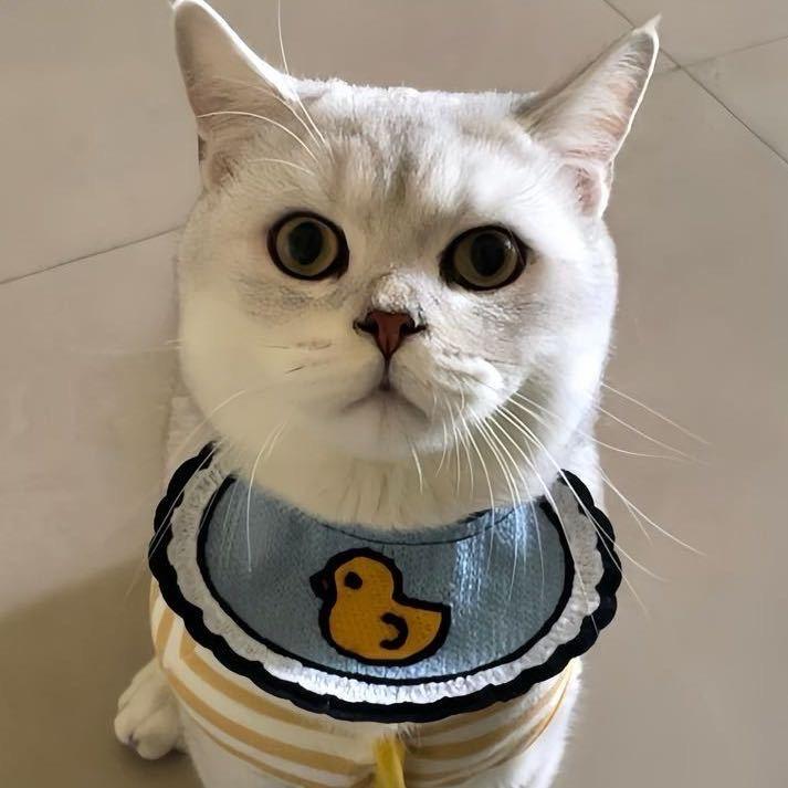 家有萌宠嘟