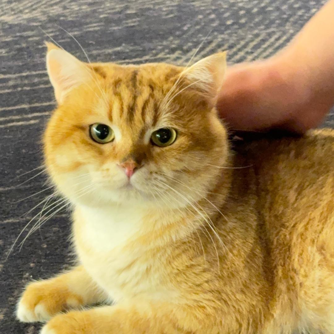 茶猫（耳目）