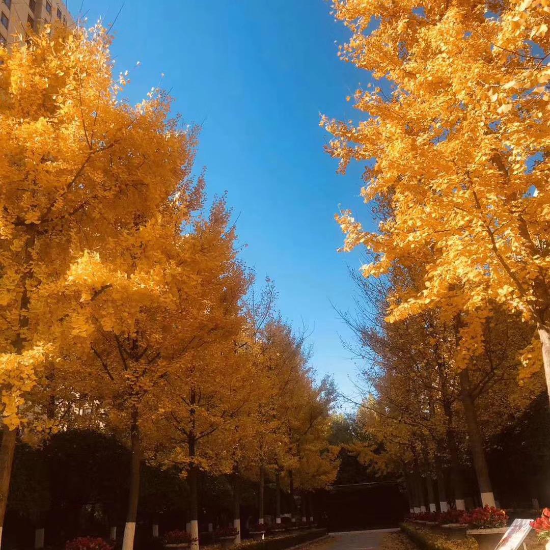 一片红叶向南飞