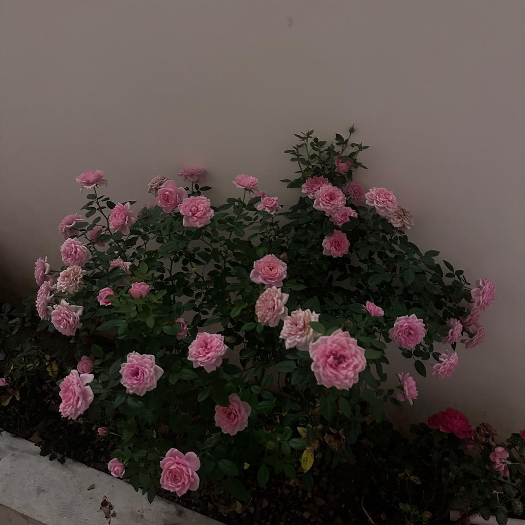 小米圈儿