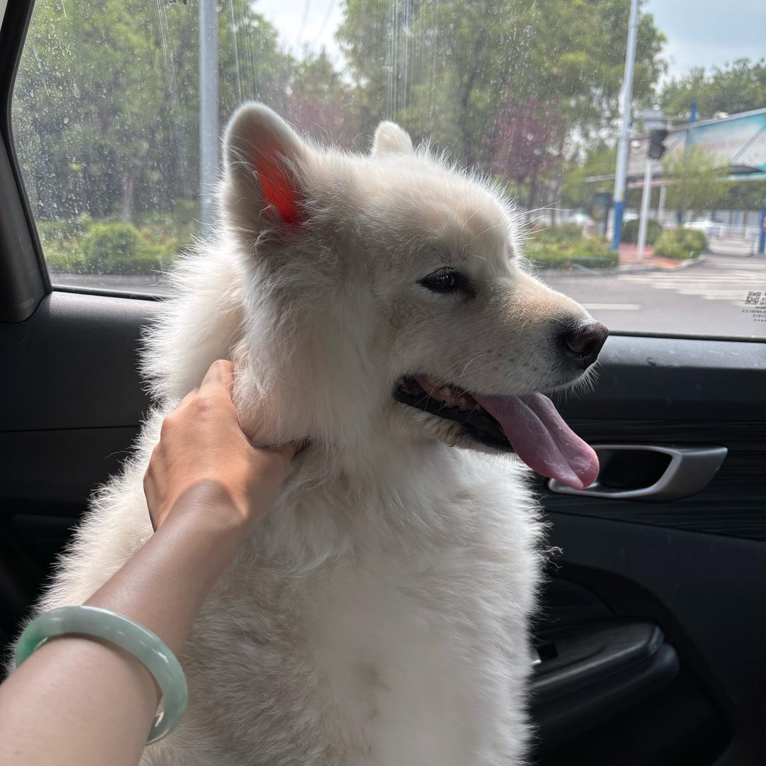 梦幻西游【龙拳】鲁C