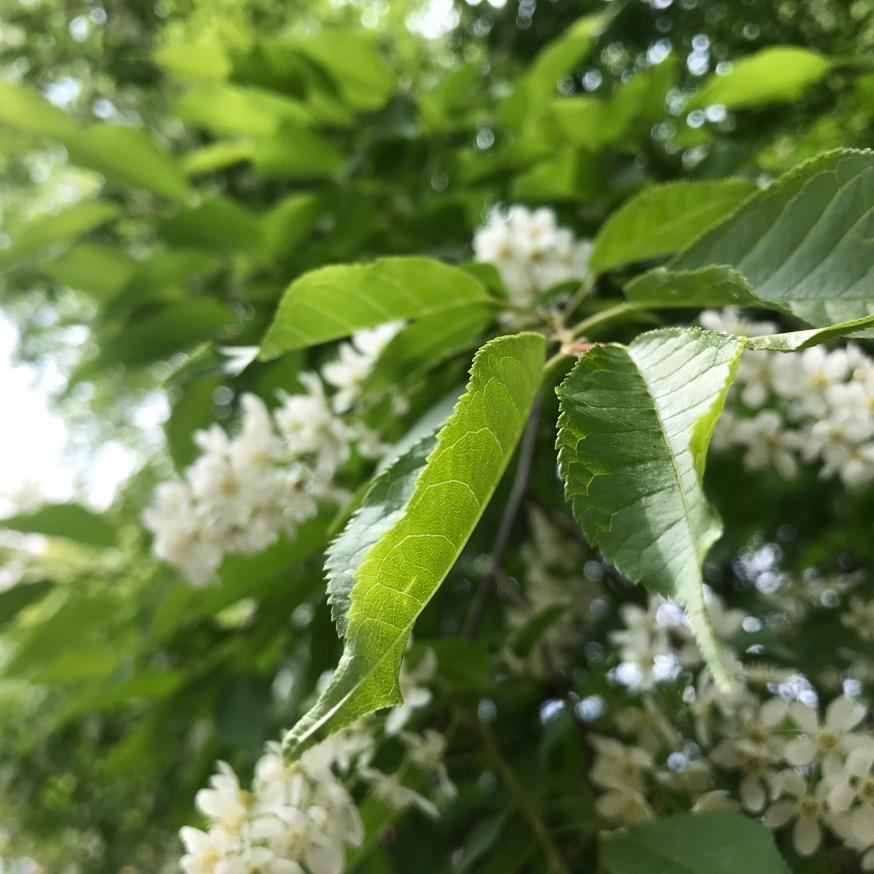 微微无忧.