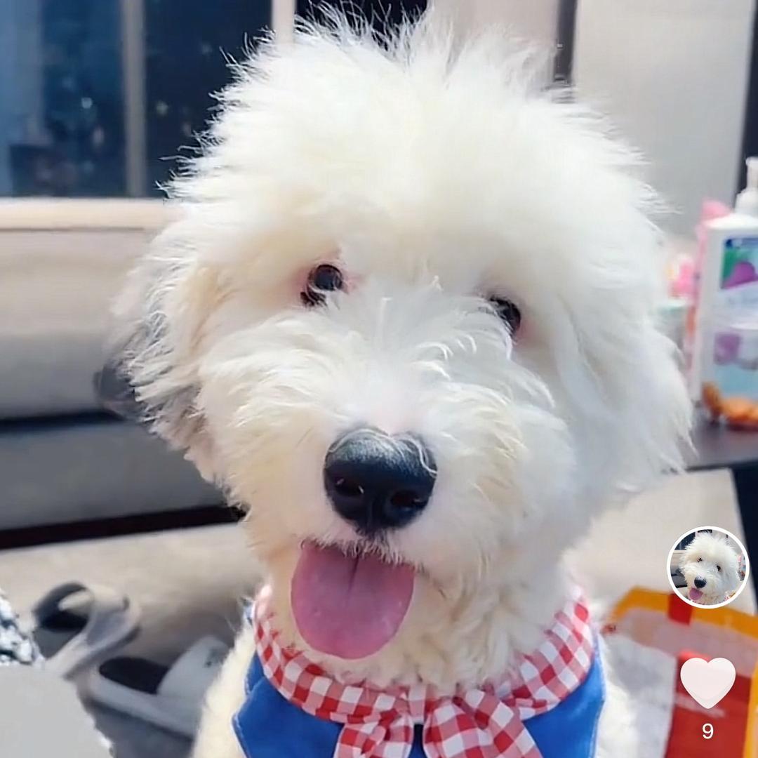 Nana的古牧与小熊