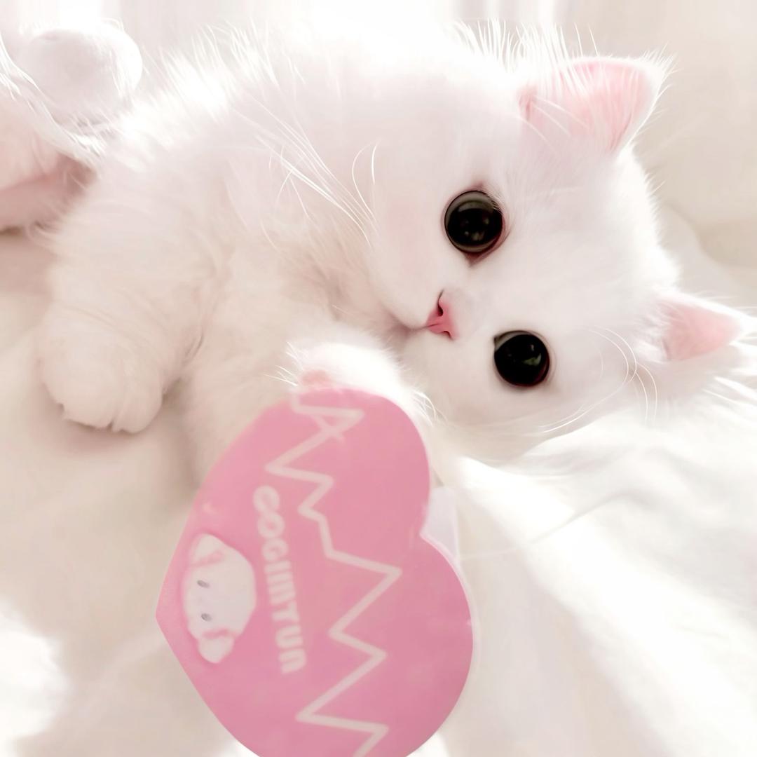 鑫鑫🐱