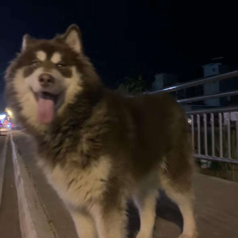 是秃子总会发光