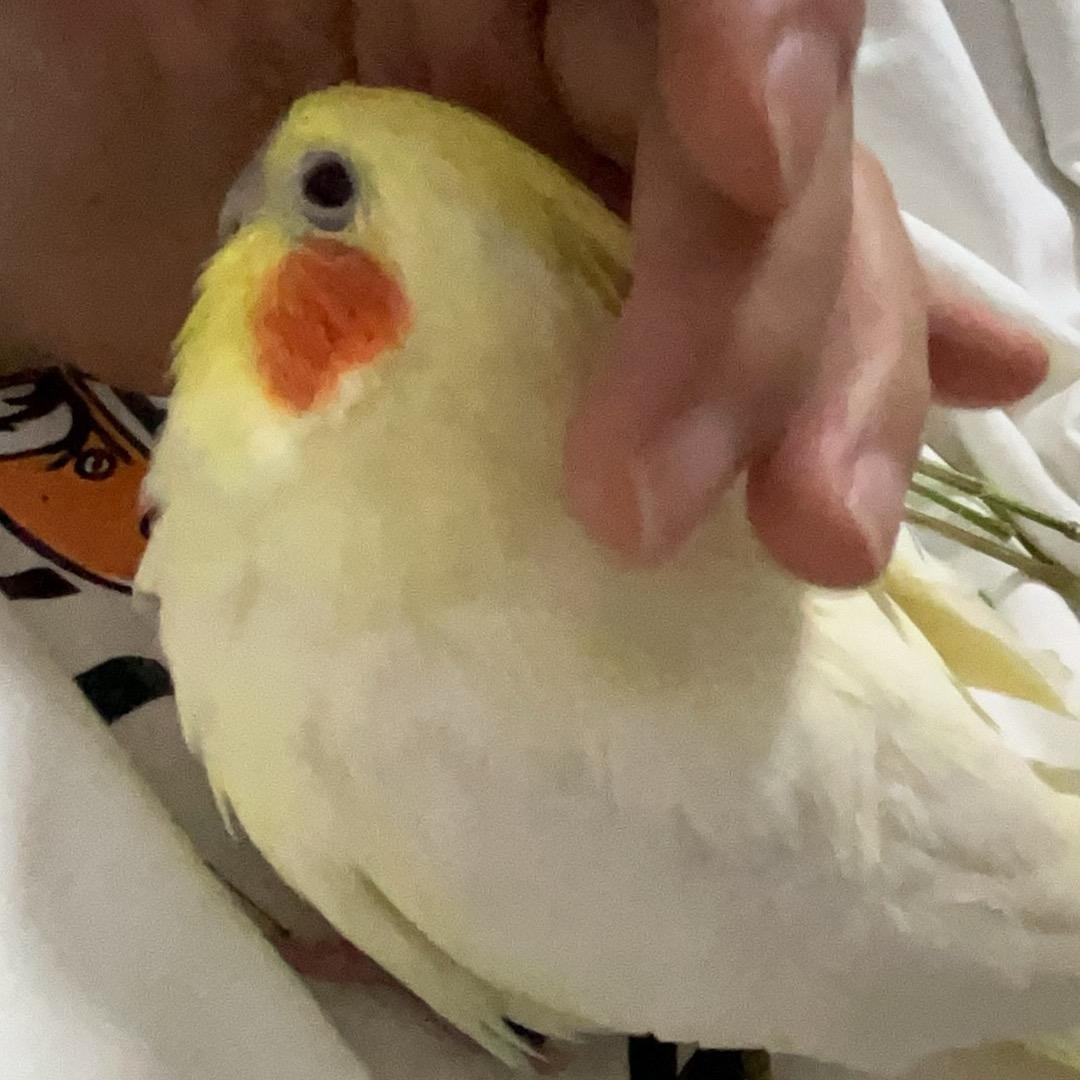 鹦宝