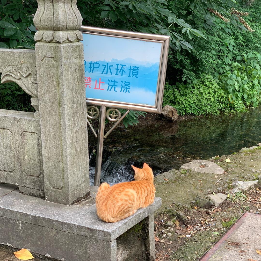 胡小杨
