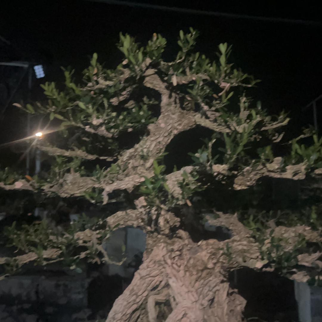 漳州柏逸盆景园