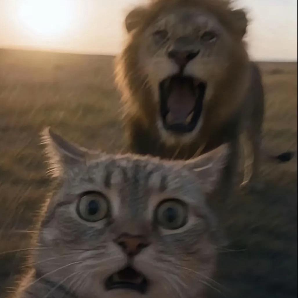 哈哈哈哈哈鸡米