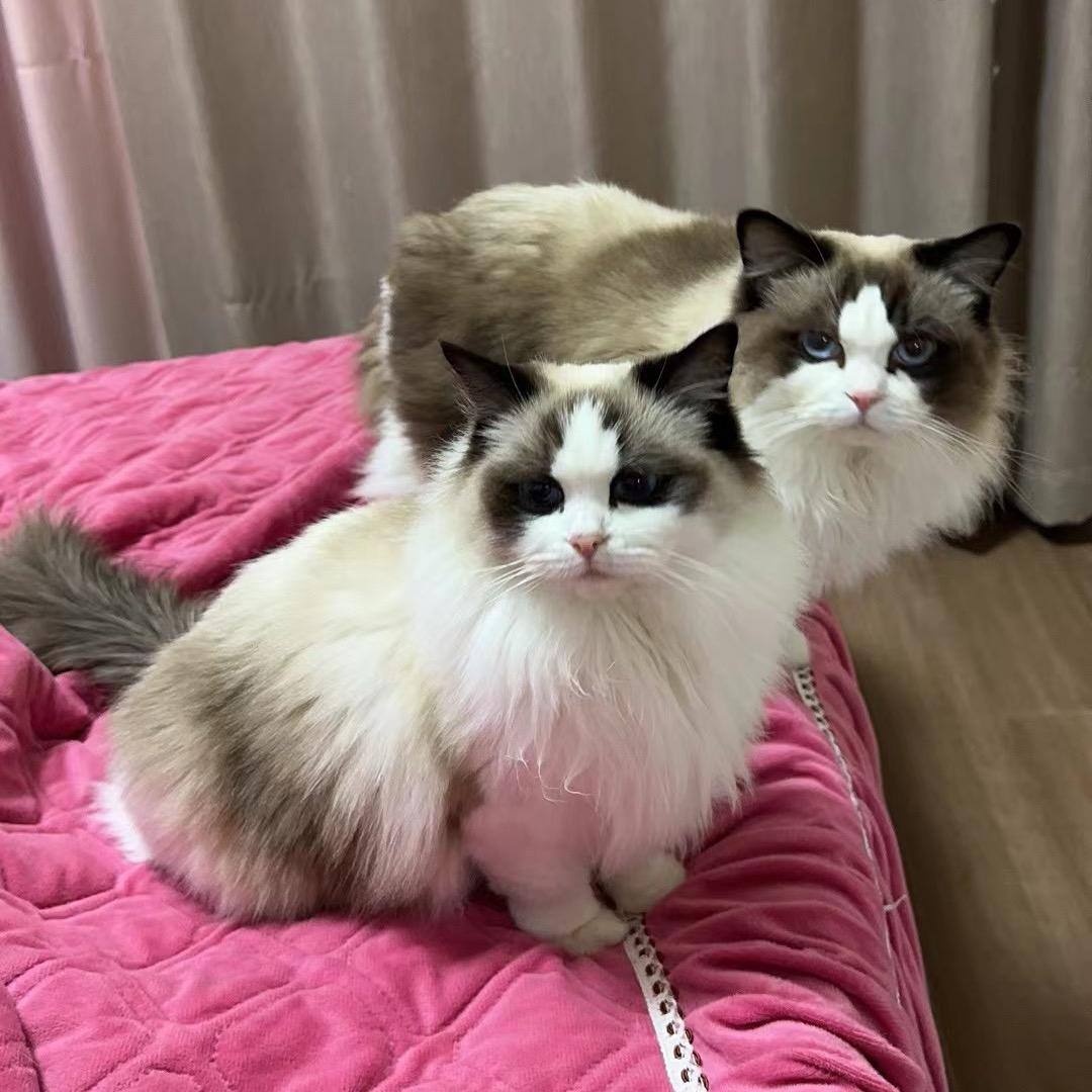 小草莓和小芒果