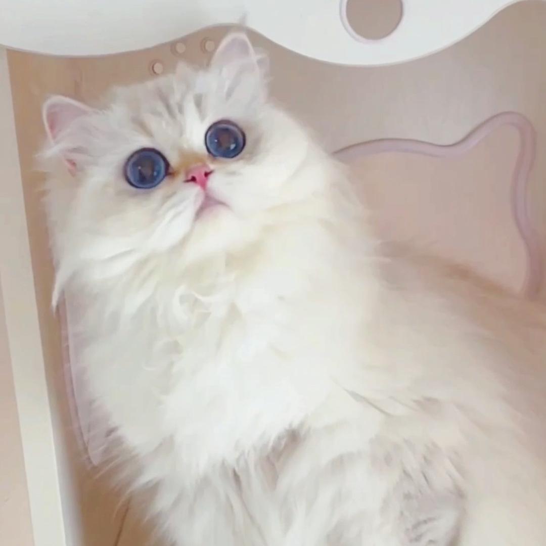 fattailscat（懒人猫舍）