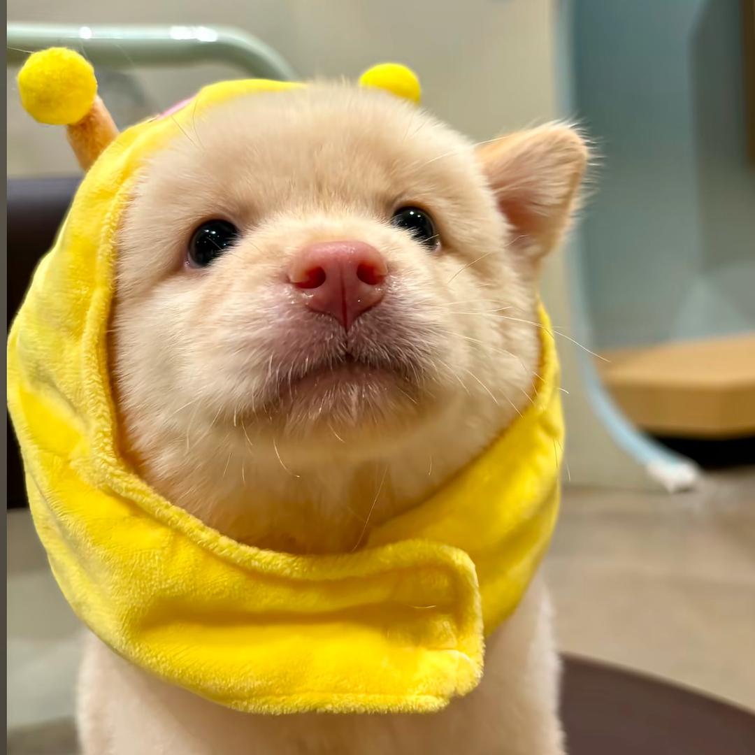 狸狸