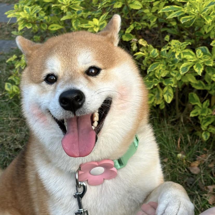 十洲桃记