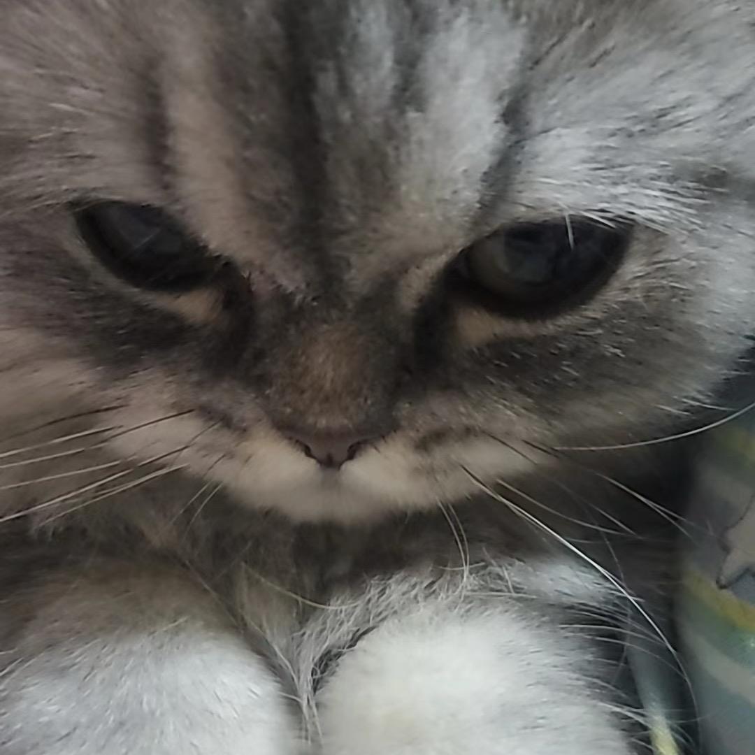 🐾ᜊ猫᳐崽᳐ ੭ᜊ🍊