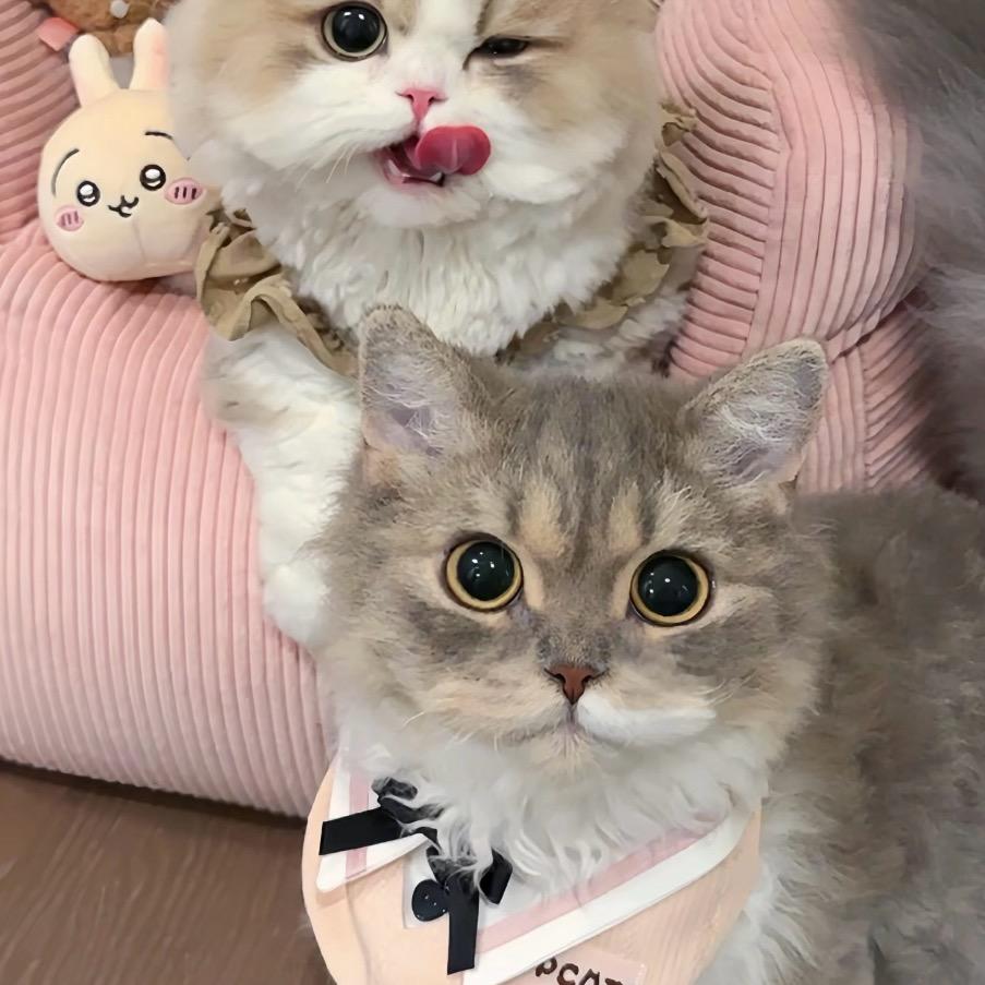 孙小花（张嘴就要版🤪）