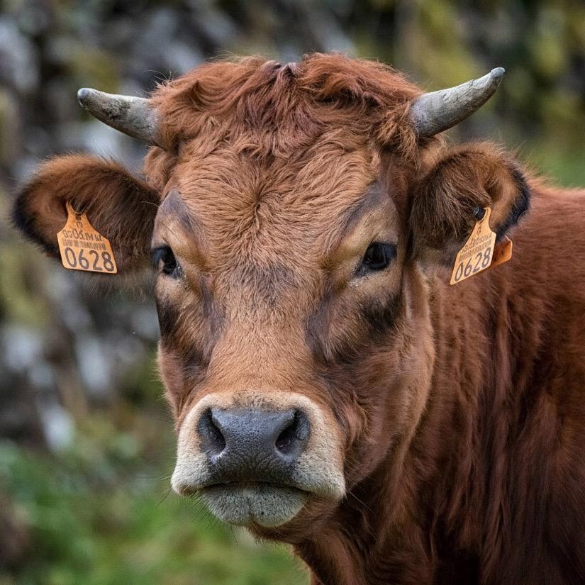 钟琳家屋顶上的牛