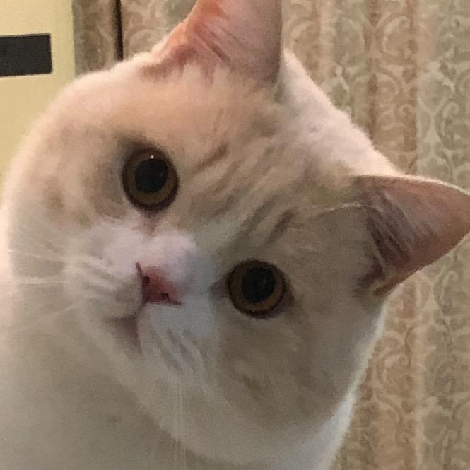 幸运喵宠物用品专营店