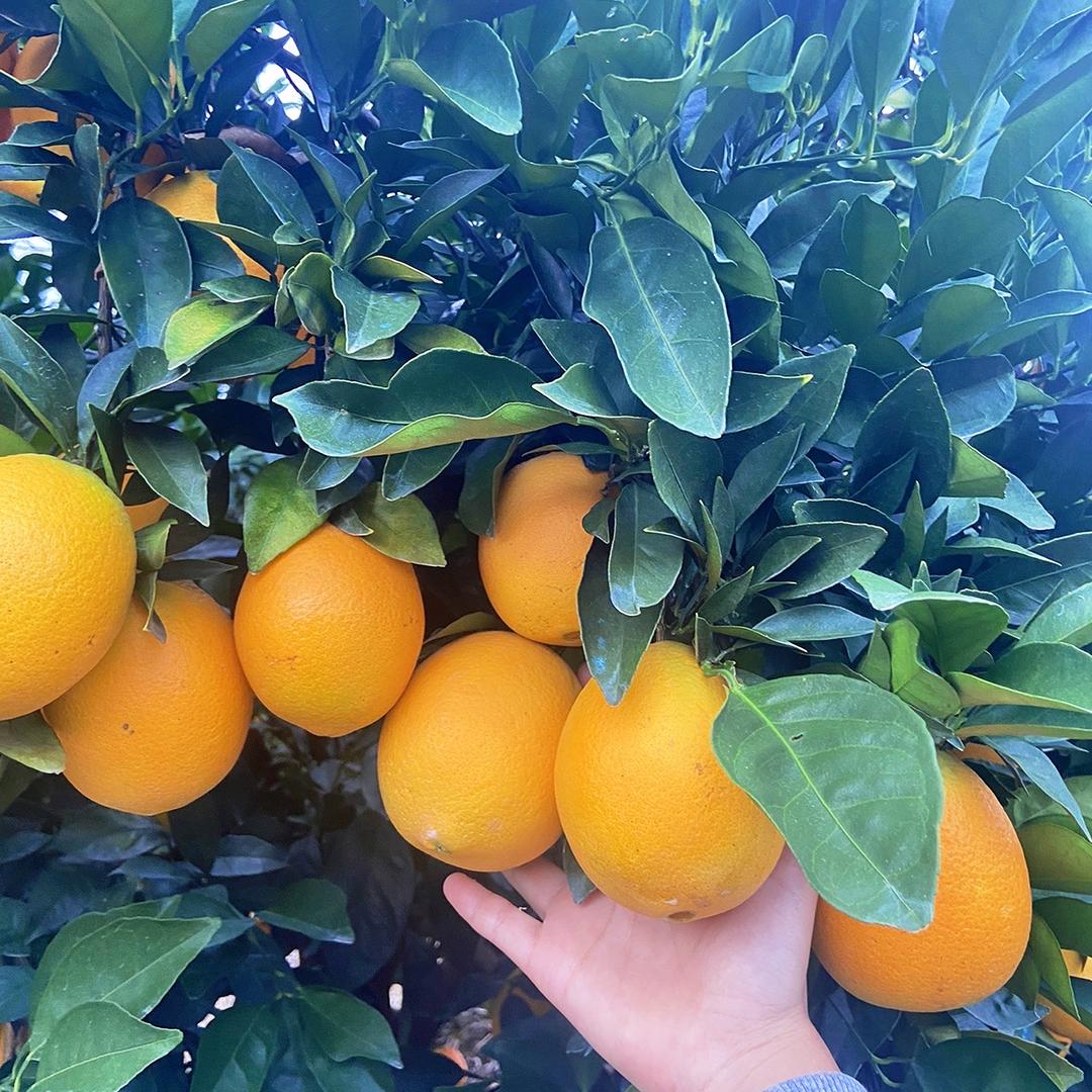 简子家赣南特色农产品