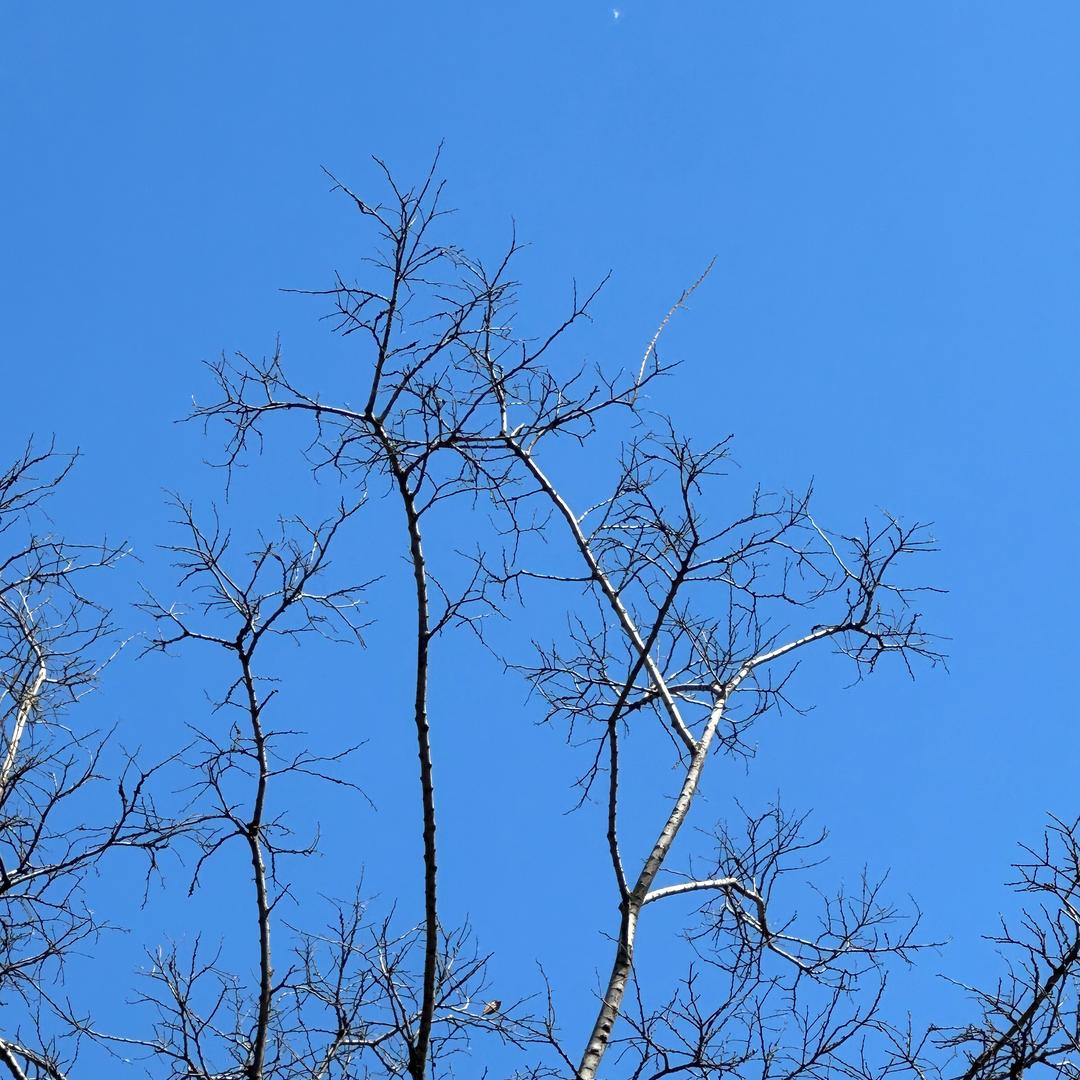 夢