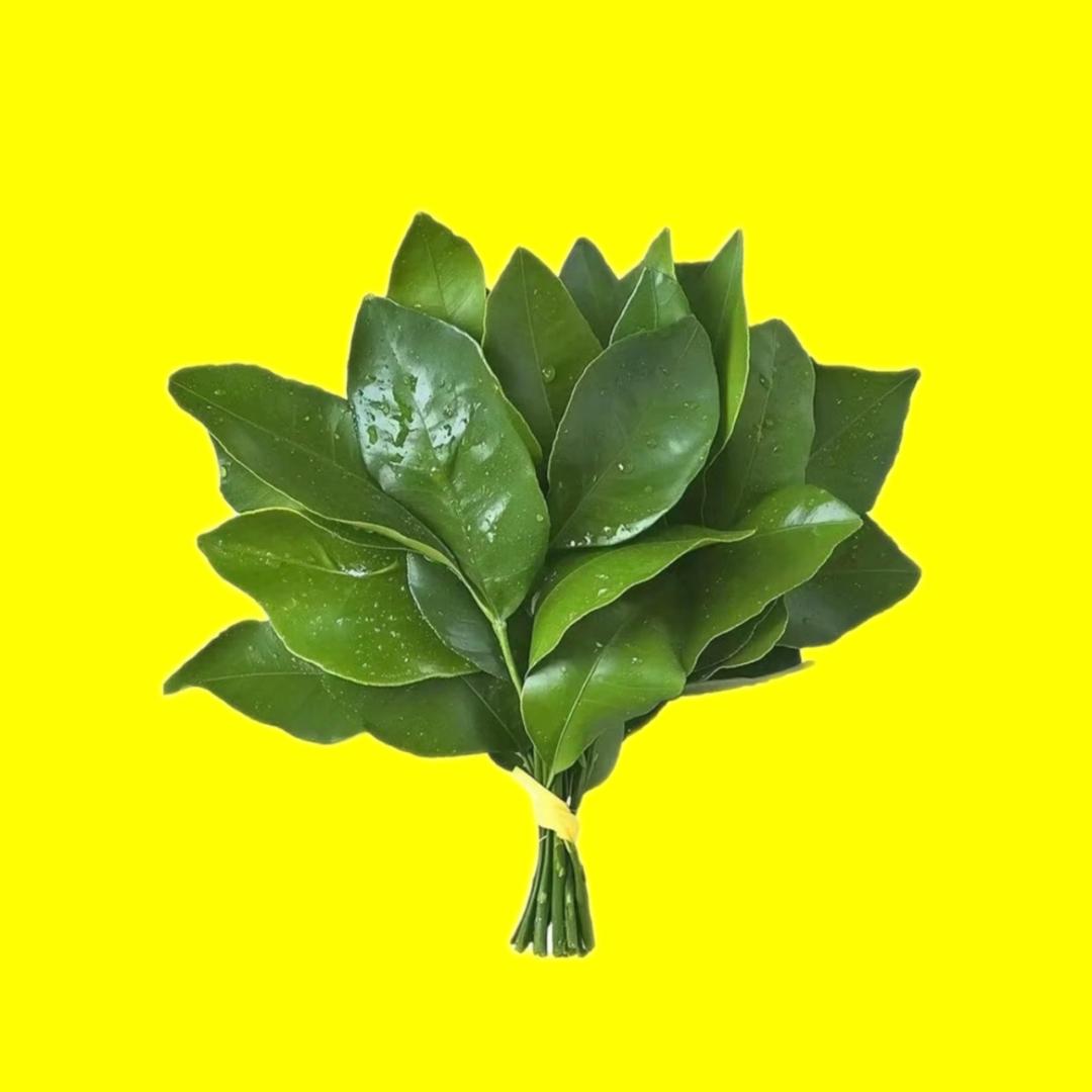小白鸽舞蹈