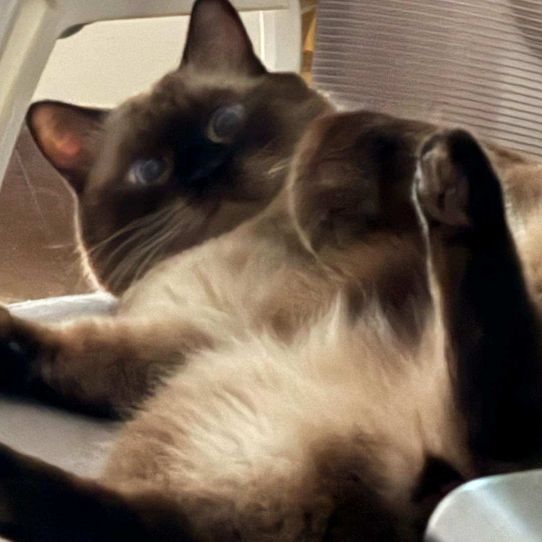 旺旺是只小狗猫