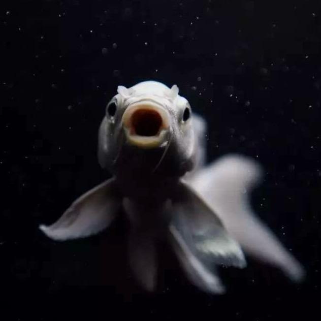 小铭水族馆（普宁）